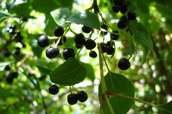 You are currently viewing Maqui Berry May Help Regulate Blood Glucose Levels in Prediabetics