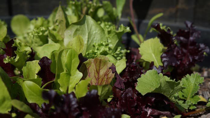 Read more about the article Do green leafy vegetables reduce the risk of type 2 diabetes?