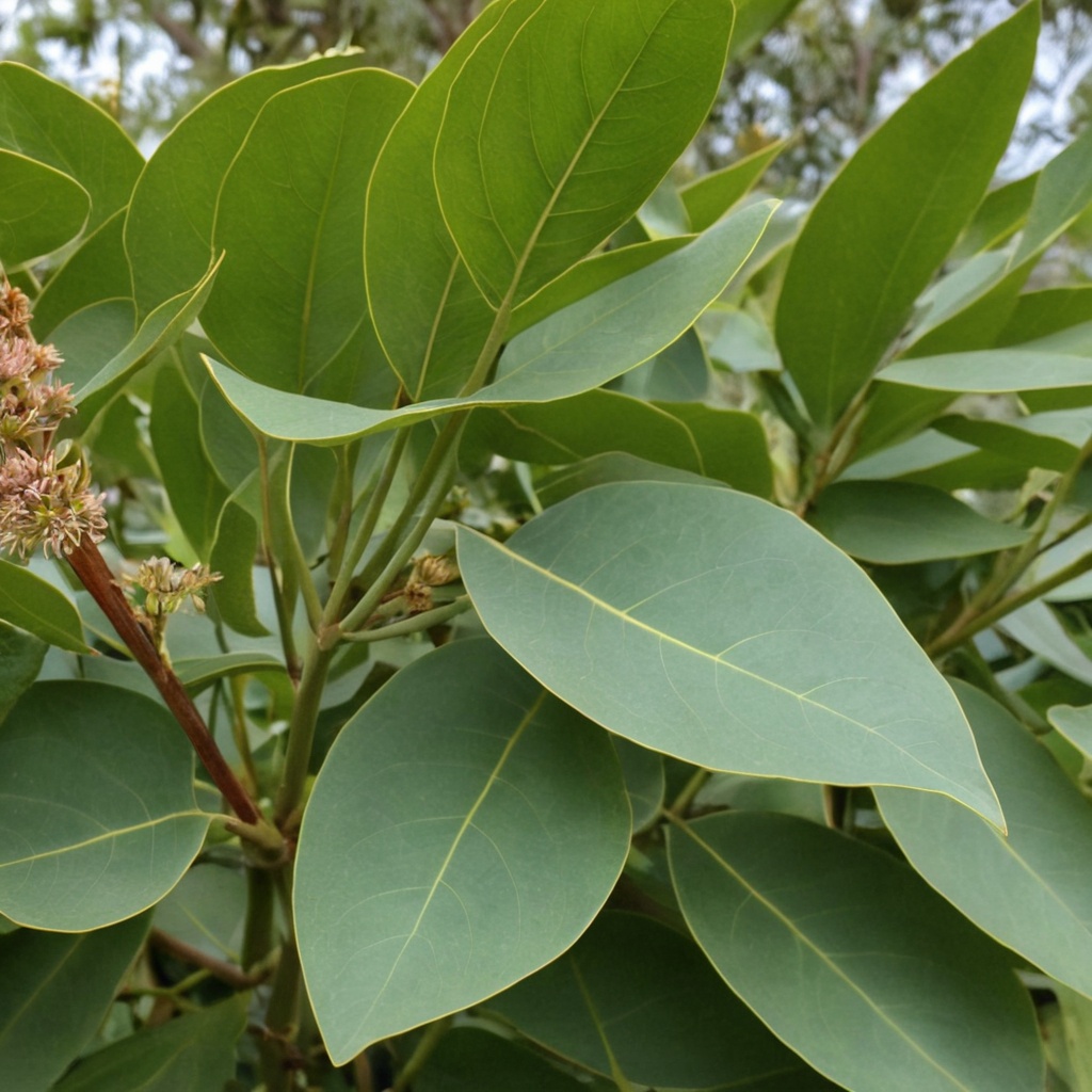 Eucalyptus oil applied to joints for pain relief.