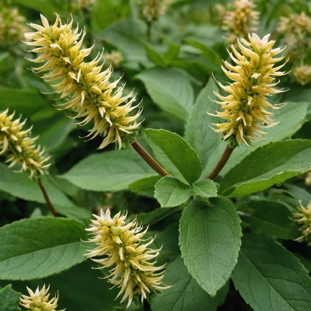 Cat’s claw herbal supplement for arthritis inflammation.