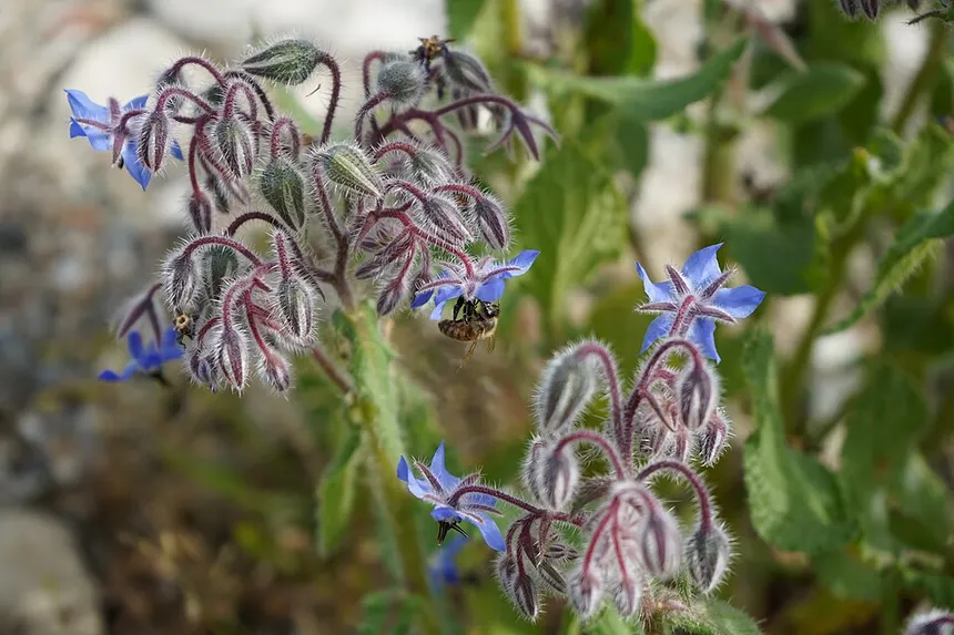 Borage seeds and oil for rheumatoid arthritis relief.